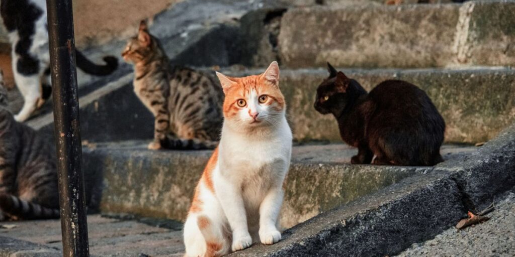 How to Keep Cats Off Outdoor Furniture